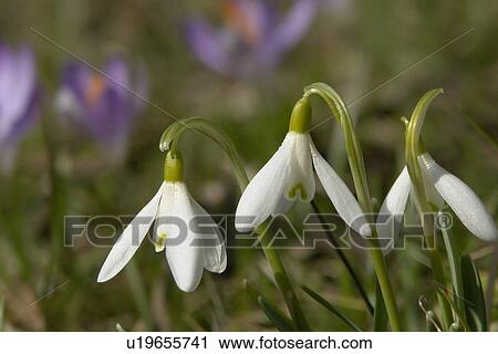Stock Image - felder, wiesen, bells, berne, blooms, blumenrfarben, botany. Fotosearch