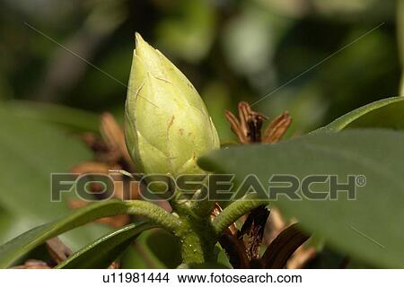 Picture - felder, wiesen, berne, blooms, botany, colored. Fotosearch