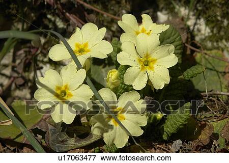 felder, wiesen, berne, blooms, botany, colored View Large Photo Image Stock Photo - felder, wiesen, berne, blooms, botany, colored. Fotosearch