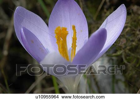 felder, wiesen, berne, blooms, blumenrfarben, botany, colored View Large Photo Image Picture - felder, wiesen, berne, blooms, blumenrfarben, botany, colored. Fotosearch