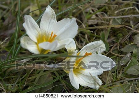 felder, wiesen, berne, blooms, blumenrfarben, botany, colored View Large Photo Image Stock Image - felder, wiesen, berne, blooms, blumenrfarben, botany, colored. Fotosearch