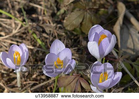 Stock Photo - felder, wiesen, berne, blooms, blumenrfarben, botany, colored. Fotosearch