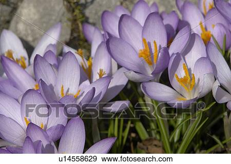 Stock Photo - felder, wiesen, berne, blooms, blumenrfarben, botany, colored. Fotosearch