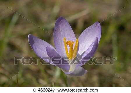 Stock Photo - felder, wiesen, berne, blooms, blumenrfarben, botany, colored. Fotosearch
