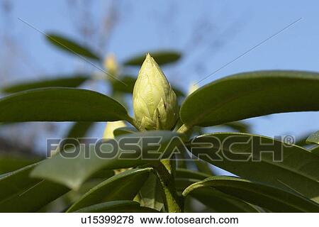 felder, wiesen, berne, blooms, blumenrfarben, botany, colored View Large Photo Image Stock Photo - felder, wiesen, berne, blooms, blumenrfarben, botany, colored. Fotosearch