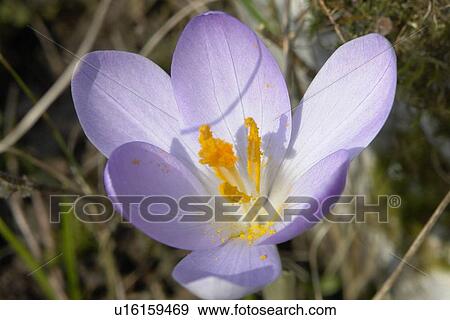Stock Photo - felder, wiesen, berne, blooms, blumenrfarben, botany, colored. Fotosearch
