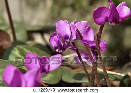 Stock Photo - felder, wiesen, berne, blooms, blumenrfarben, botany, colored. Fotosearch