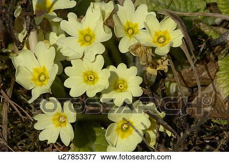 Stock Photo - felder, wiesen, berne, blooms, blumenrfarben, botany, colored. Fotosearch