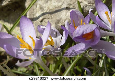 Stock Photo - felder, wiesen, berne, blooms, blumenrfarben, botany, colored. Fotosearch