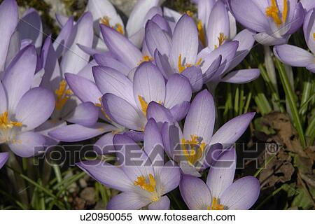 Stock Photography - felder, wiesen, berne, blooms, blumenrfarben, botany, colored. Fotosearch