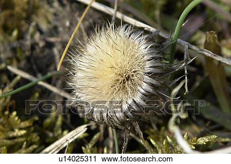 Stock Image - felder, wiesen, stich, spitzig, berne, blooms, blumenrfarben. Fotosearch
