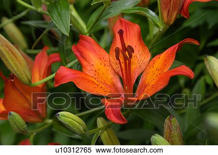Stock Photography - flora, pistil, postmark, punch, seal, stamp. Fotosearch