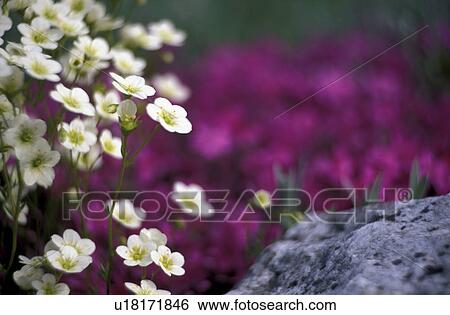 flower, botany, flora, decorative plant, calf, flower garden, aspiration View Large Photo Image Stock Photograph - flower, botany, flora, decorative plant, calf, flower garden, aspiration. Fotosearch
