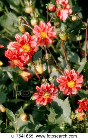 flowers, garden, plants, nature, botany, flora, red View Large Photo Image Stock Photography - flowers, garden, plants, nature, botany, flora, red. Fotosearch