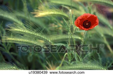 France, calf, flower, flora, cornfield, landscape, agriculture View Large Photo Image Stock Photo - France, calf, flower, flora, cornfield, landscape, agriculture. Fotosearch