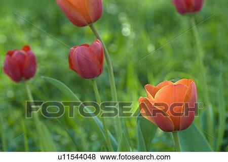 Fruehlingsblumen, grass, spring, Spring, Tulpenbeet, tulip, redly View Large Photo Image Stock Photo - Fruehlingsblumen, grass, spring, Spring, Tulpenbeet, tulip, redly. Fotosearch