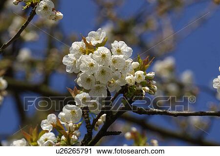 Stock Image - fruehlingserwachen, alexandra, bloom, blooms, blue, brown. Fotosearch