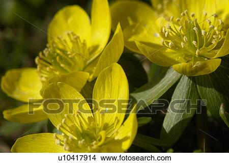 gemeiner, hahnenfussgewaechse, aroma, berne, blattform, blooms, blumenstaengel View Large Photo Image Picture - gemeiner, hahnenfussgewaechse, aroma, berne, blattform, blooms, blumenstaengel. Fotosearch
