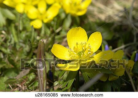 Stock Photography - gemeiner, hahnenfussgewaechse, aroma, berne, blattform, blooms, blumenstaengel. Fotosearch