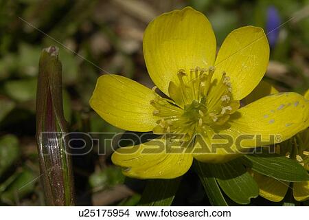 Picture - hahnenfussgewaechse, gemeiner, aroma, berne, blattform, blooms, blumenstaengel. Fotosearch