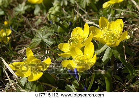 hahnenfussgewaechse, gemeiner, aroma, berne, blattform, blooms, blumenstaengel View Large Photo Image Stock Image - hahnenfussgewaechse, gemeiner, aroma, berne, blattform, blooms, blumenstaengel. Fotosearch