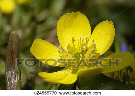 hahnenfussgewaechse, gemeiner, aroma, berne, blattform, blooms, blumenstaengel View Large Photo Image Stock Image - hahnenfussgewaechse, gemeiner, aroma, berne, blattform, blooms, blumenstaengel. Fotosearch