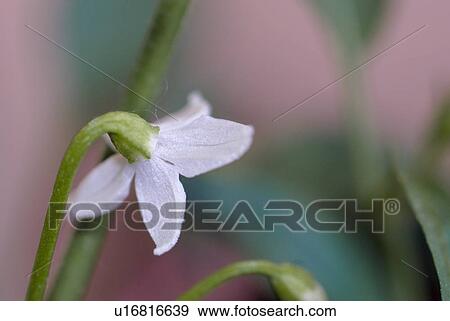 outdoors, chili, chilli, flora, balcony, spring, plants View Large Photo Image Stock Photo - outdoors, chili, chilli, flora, balcony, spring, plants. Fotosearch