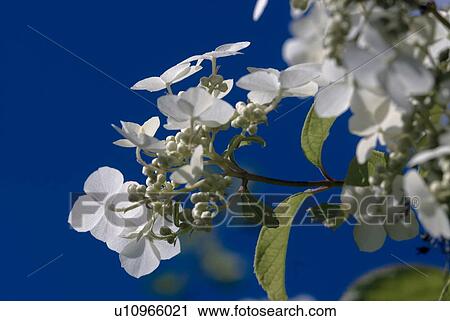 Stock Image - outdoors, flora, belvedere, flowers, plants, saxifragaceae, ornamental shrub. Fotosearch