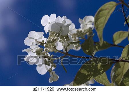 Stock Image - outdoors, flora, belvedere, flowers, plants, saxifragaceae, ornamental shrub. Fotosearch