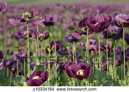 outdoors, paint, addition, cultivation, growing, flora View Large Photo Image Picture - outdoors, paint, addition, cultivation, growing, flora. Fotosearch