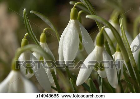 wiesen, berne, blooms, blumenrfarben, botany, colored View Large Photo Image Stock Photography - wiesen, berne, blooms, blumenrfarben, botany, colored. Fotosearch