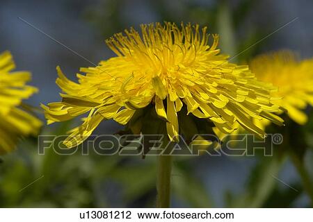Stock Image - wiesen, berne, blooms, botany, burgdorf, colored. Fotosearch