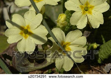 Stock Image - wiesen, felder, berne, blooms, botany, colored. Fotosearch
