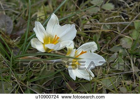 wiesen, felder, berne, blooms, blumenrfarben, botany, colored View Large Photo Image Picture - wiesen, felder, berne, blooms, blumenrfarben, botany, colored. Fotosearch