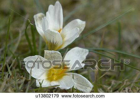 Stock Photo - wiesen, felder, berne, blooms, blumenrfarben, botany, colored. Fotosearch