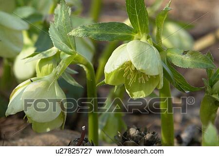 wiesen, felder, berne, blooms, blumenrfarben, botany, colored View Large Photo Image Stock Photo - wiesen, felder, berne, blooms, blumenrfarben, botany, colored. Fotosearch