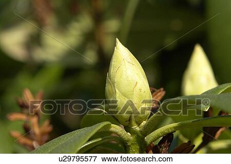 wiesen, felder, berne, blooms, blumenrfarben, botany, colored View Large Photo Image Stock Photo - wiesen, felder, berne, blooms, blumenrfarben, botany, colored. Fotosearch