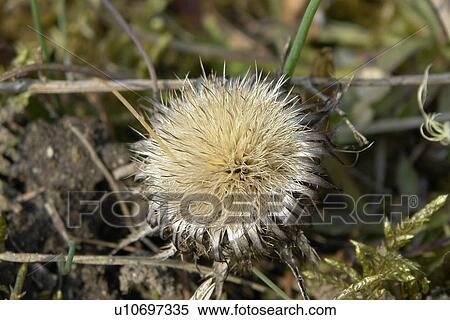 Stock Photography - wiesen, stich, spitzig, felder, berne, blooms, blumenrfarben. Fotosearch