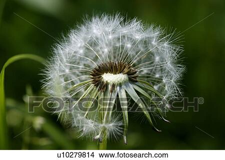 wiesenblume, saeublume, adligenswil, blur, blurred, dandelion, flower View Large Photo Image Picture - wiesenblume, saeublume, adligenswil, blur, blurred, dandelion, flower. Fotosearch