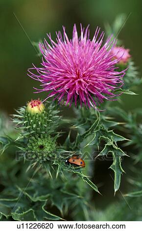 animals, blossom, blooms, bloom, abloom View Large Photo Image Stock Image - animals, blossom, blooms, bloom, abloom. Fotosearch