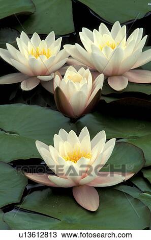 aquatic plant, blooms, bloom, attraction, abloom View Large Photo Image Stock Image - aquatic plant, blooms, bloom, attraction, abloom. Fotosearch
