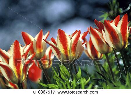 Stock Photo - bathe, before garden plant, botany, calf, colored, cut flower, flora. Fotosearch