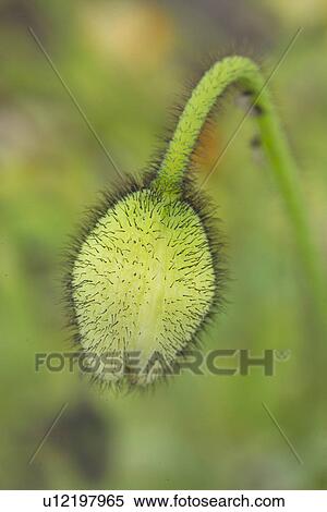 Stock Photography - beautiful, beauty, blooming, blooms, blossom, botanical, botany. Fotosearch