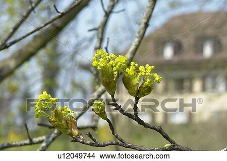 Picture - beautiful, berne, blumenpracht, blurred, buds, burgdorf, chlorophyll. Fotosearch