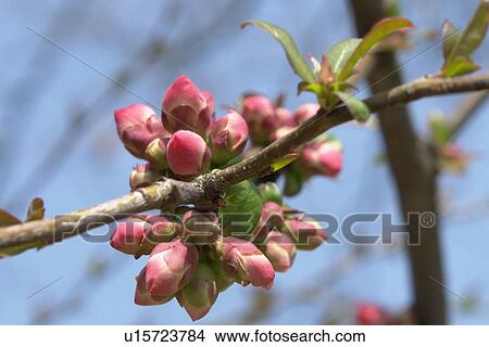 beautiful, berne, blumenpracht, blurred, buds, burgdorf, chlorophyll View Large Photo Image Picture - beautiful, berne, blumenpracht, blurred, buds, burgdorf, chlorophyll. Fotosearch