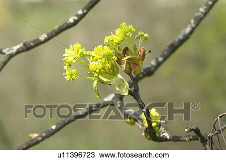 beautiful, berne, blumenpracht, blurred, buds, burgdorf, chlorophyll View Large Photo Image Stock Image - beautiful, berne, blumenpracht, blurred, buds, burgdorf, chlorophyll. Fotosearch