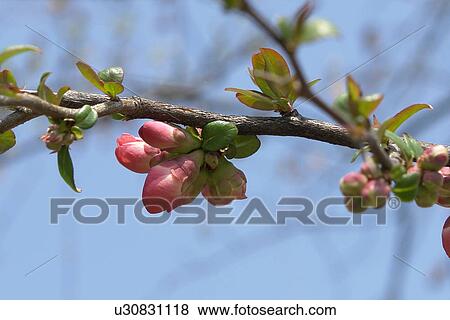 beautiful, berne, blumenpracht, blurred, buds, burgdorf, chlorophyll View Large Photo Image Stock Photo - beautiful, berne, blumenpracht, blurred, buds, burgdorf, chlorophyll. Fotosearch