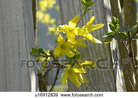 Stock Photo - berne, blooms, buds, burgdorf, farina, fence. Fotosearch