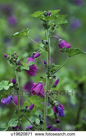 bloom, blossom, blooms, abloom View Large Photo Image Stock Image - bloom, blossom, blooms, abloom. Fotosearch