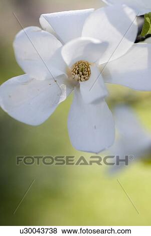 Stock Photo - bloom, flower, spring, hope, magnolia, nature, plant. Fotosearch
